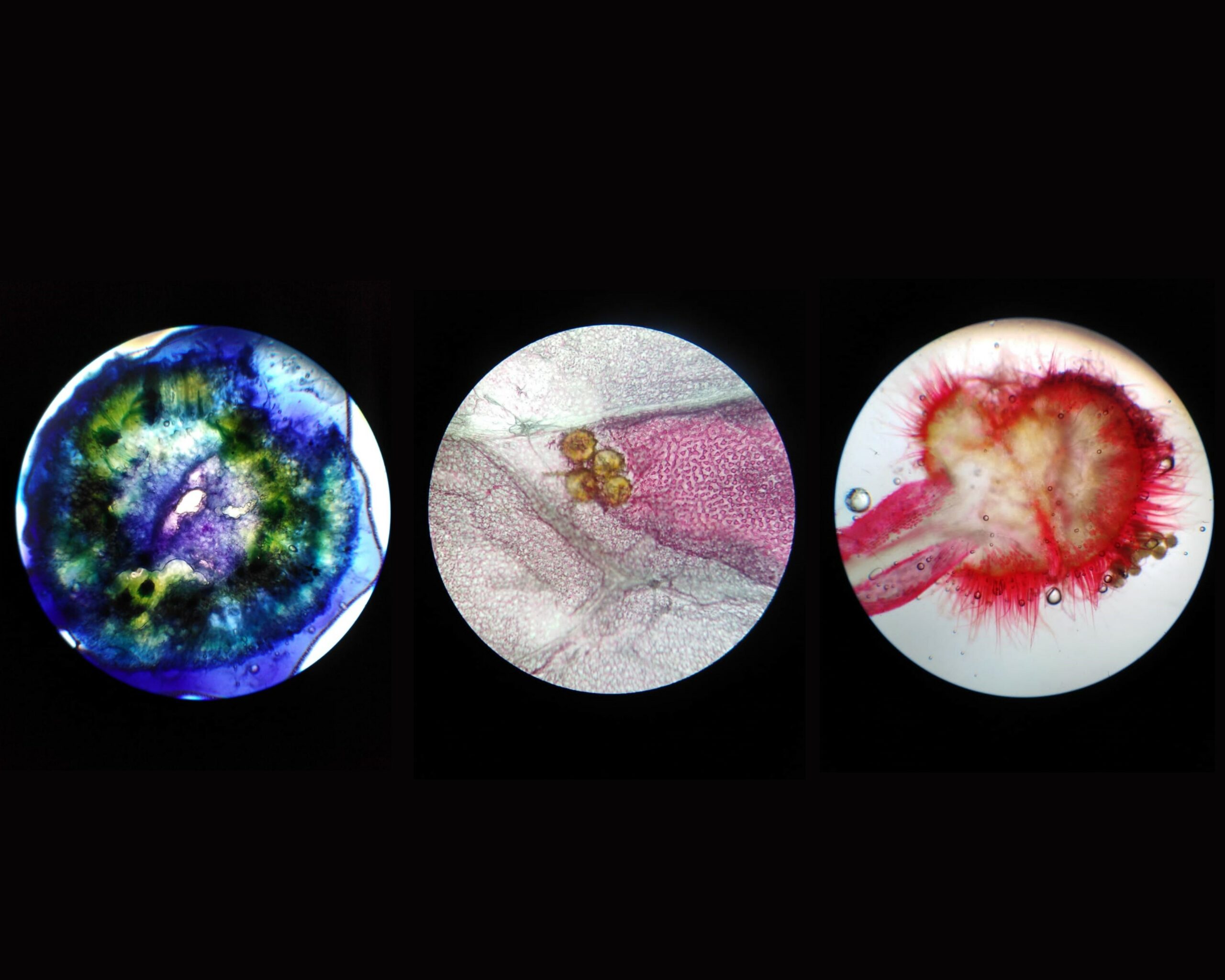 Dorra Hirchi, Microscopic Images of Different Plants (1/2)