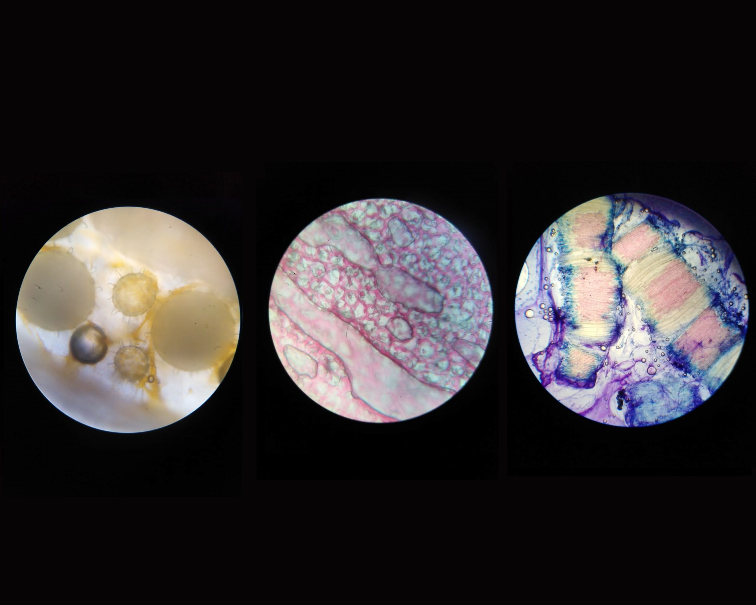 Dorra Hirchi, Microscopic Images of Different Plants (2.2)